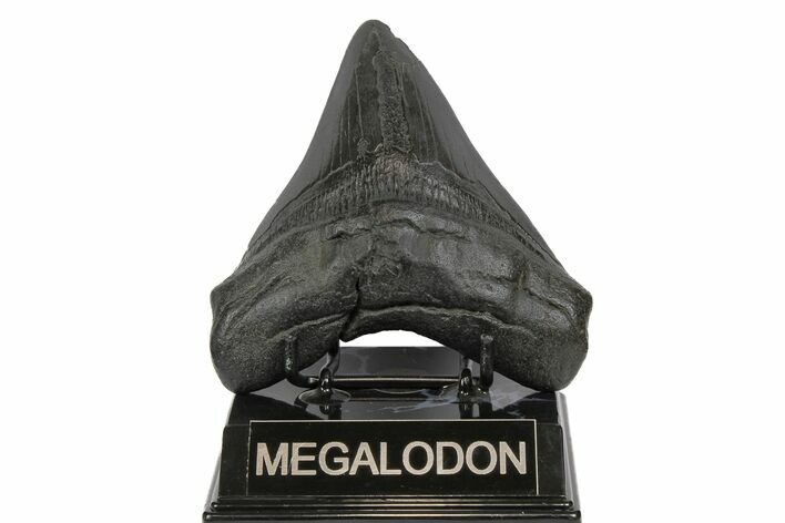 Fossil Megalodon Tooth - South Carolina #171031